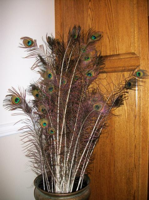 30095_feathers_002.jpg