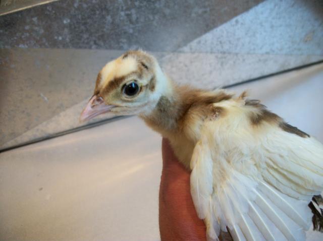 30095_pied_chicks_003.jpg