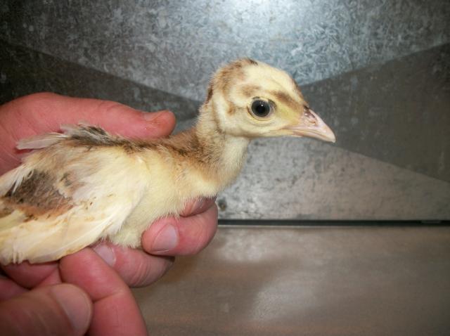 30095_pied_chicks_015.jpg