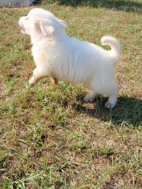 30095_pyr1.jpg