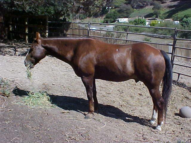 3009_amigo2.jpg