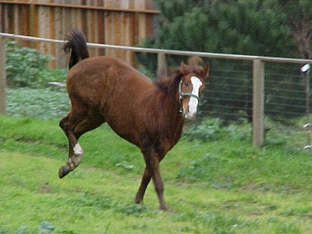 3009_bucking.jpg