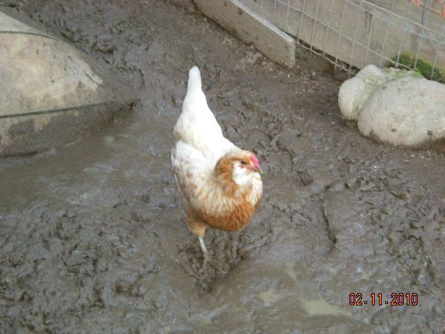 3009_chicken_in_mud.jpg