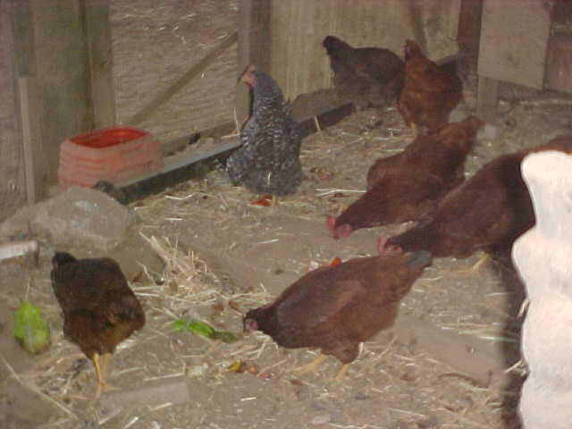 3009_chickens_eating_lobster_10-22-08.jpg