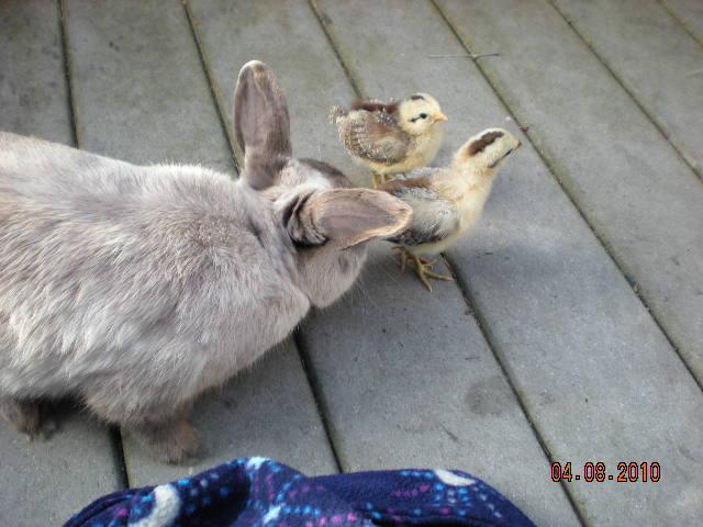 3009_chickies_with_bunny.jpg