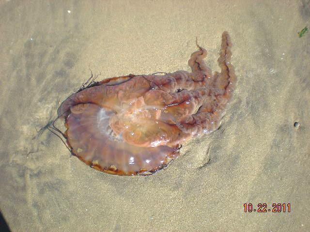 3009_dead_jellyfish.jpg