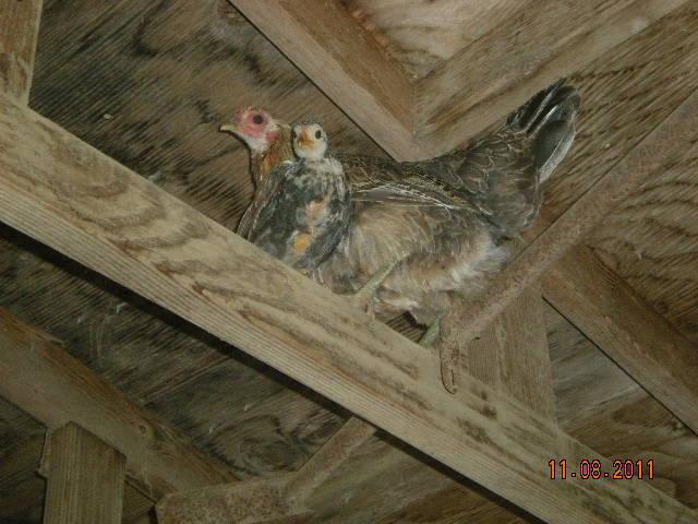 3009_diane_and_baby_in_rafters.jpg