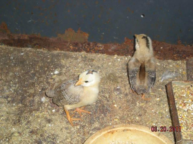 3009_dscn5111.jpg