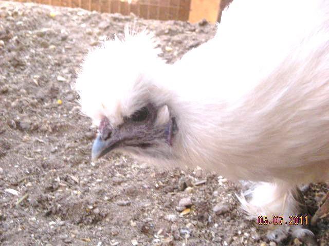 3009_dscn5395.jpg