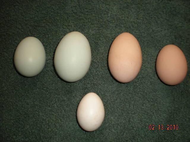 3009_eggs_collected_2-13-10.jpg