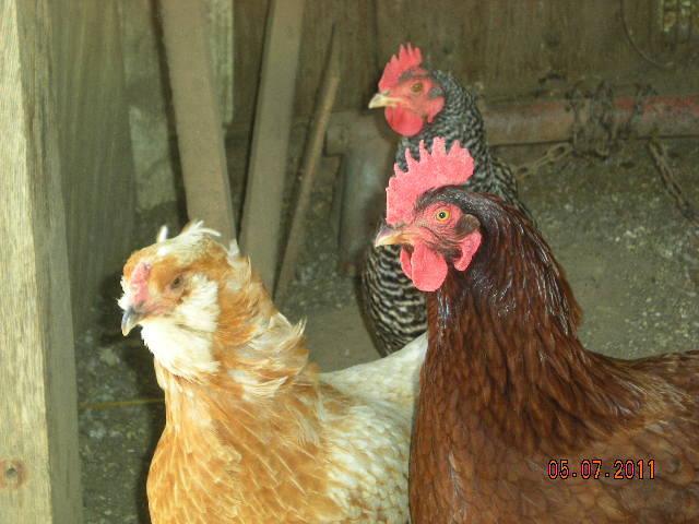 3009_frankie_bok_bok_3_red.jpg
