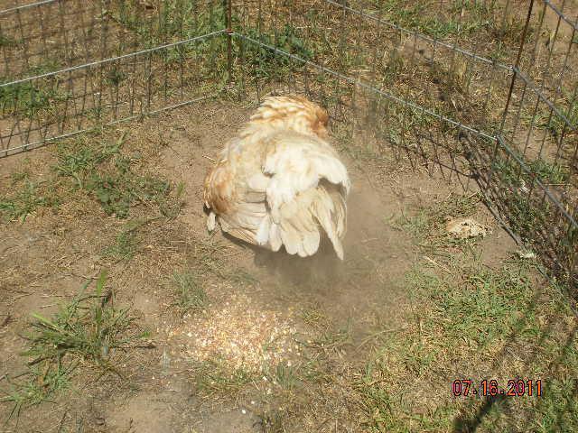 3009_hennys_dirt_bath_after_cooped_up_15.jpg