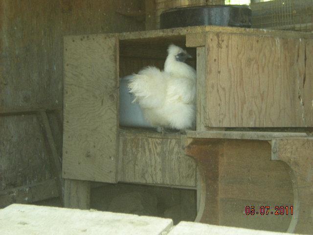3009_shiela_going_to_nestbox.jpg