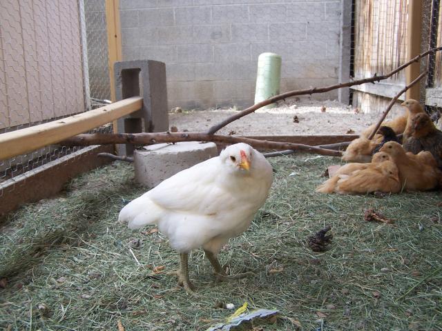 30114_chickens_001.jpg