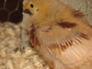 30115_chickens_004.jpg