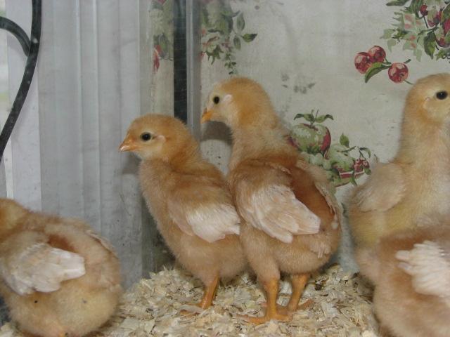 30115_chicks_1_week_001.jpg