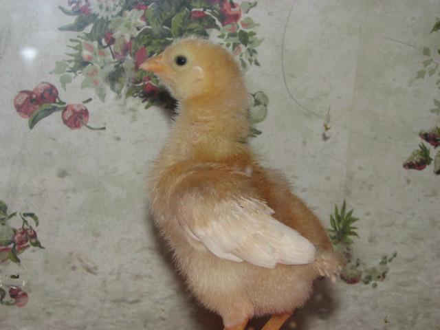 30115_chicks_1_week_004.jpg