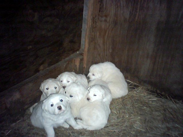 3011_puppies003.jpg