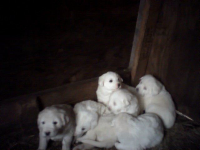 3011_puppies004.jpg