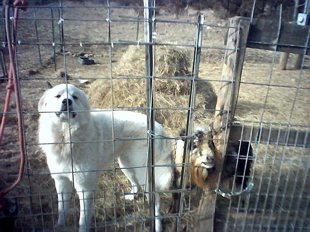 3011_pups014.jpg