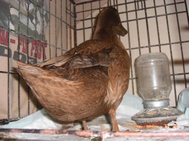 30142_0504_cocoa_bad_wing.jpg
