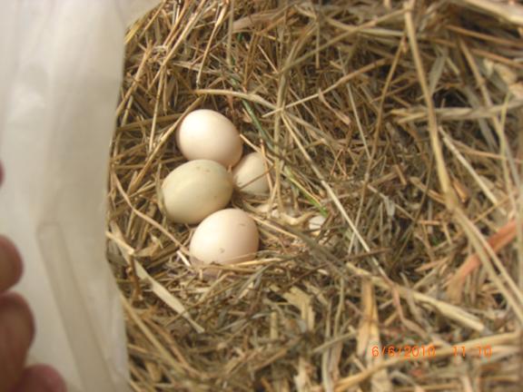 30142_0606_nest2.jpg