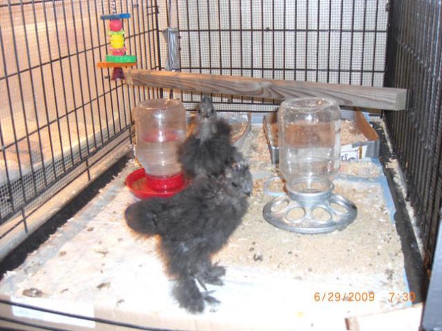 30142_0629_puffnstuff_brooder1.jpg