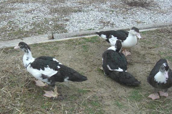 30142_1222__muscovies1.jpg