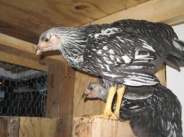 30163_chickencoop_024.jpg