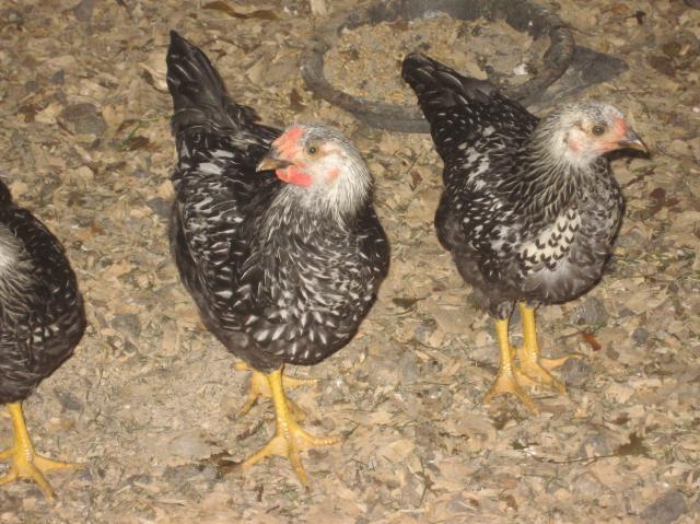 30163_chickencoop_028.jpg