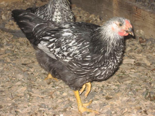 30163_chickencoop_029.jpg