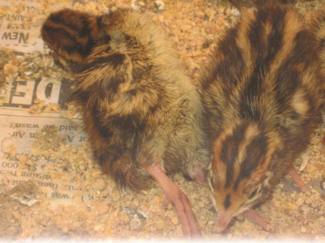 30163_quails_002.jpg