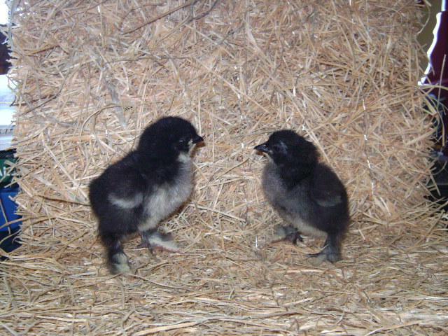 30249_black_cochin_chick.jpg