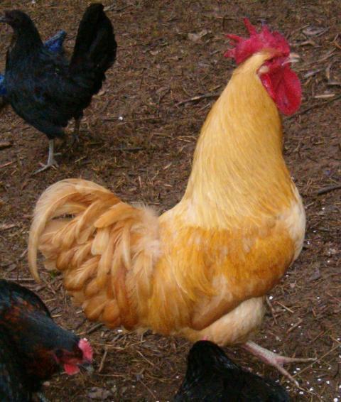 30256_chickens_023.jpg