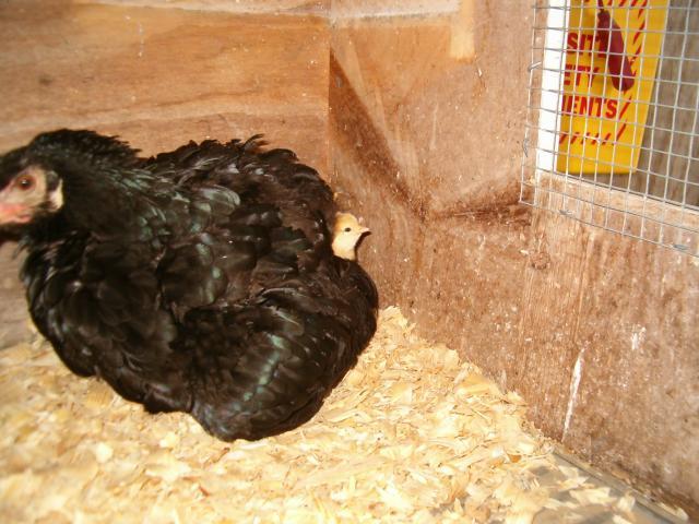 30256_chicks_003.jpg