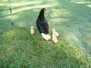 30256_chicks_004.jpg