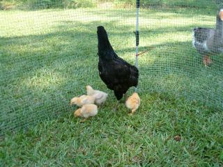 30256_chicks_009.jpg
