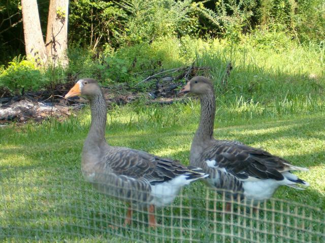 30256_chicks_011.jpg