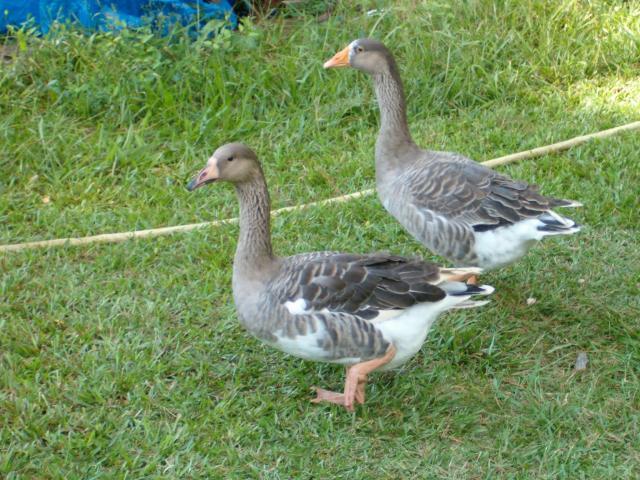 30256_chicks_013.jpg