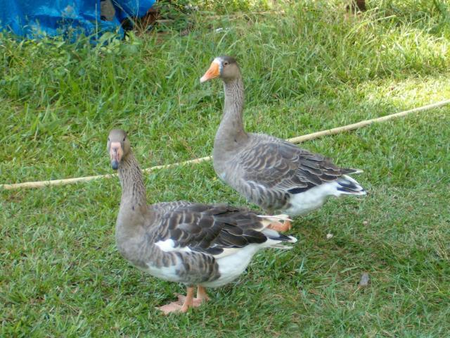 30256_chicks_014.jpg