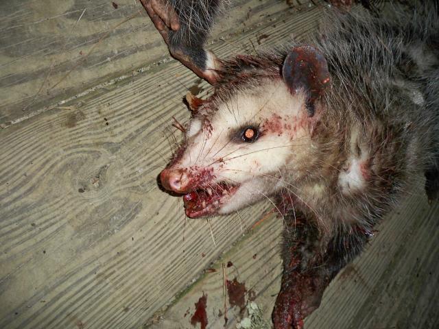 30256_possum_hunt_20010_002.jpg
