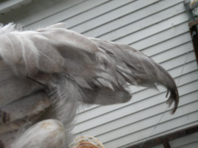 30288_byc_indi.jpg