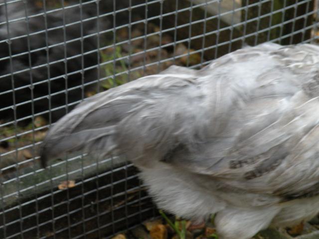 30288_byc_indi_2.jpg