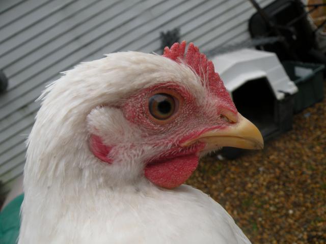 30288_byc_nilla2.jpg