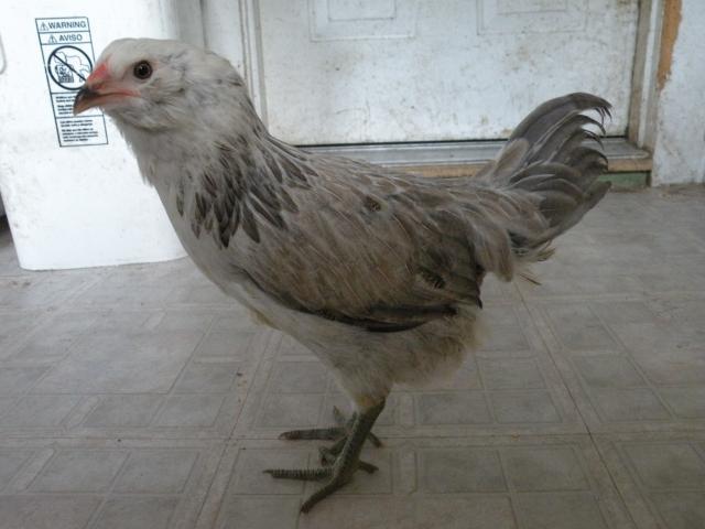 30288_indii.jpg
