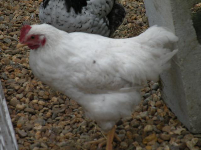 30288_nillaa.jpg