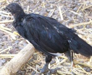 30313_black_bird2.jpg