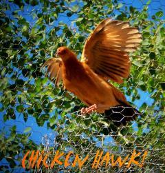 30313_honey_hawk.jpg