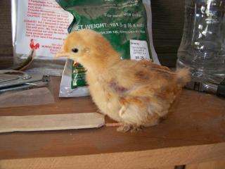30313_tan_hen.jpg