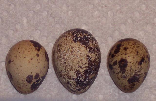 30370_eggs_002.jpg